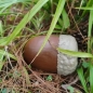 Preview: Geocaching acorn hiding place - large