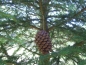 Preview: Pinecone