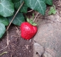 Preview: Strawberry Geocache Hide