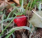 Preview: Strawberry Geocache Hide