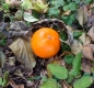 Preview: Geocaching Mandarine Versteck