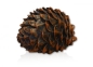 Preview: Pinecone Fake Geocache