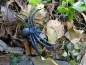 Preview: Spider with Petling Geocache