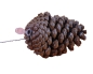 Preview: Pinecone