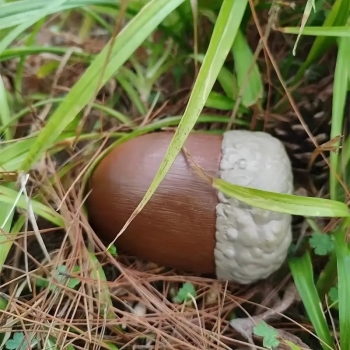 Geocaching acorn hiding place - large