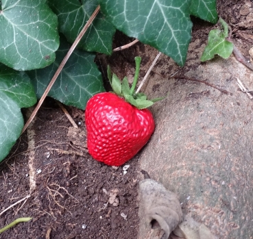 Strawberry Geocache Hide