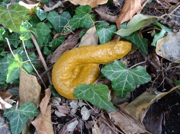 Künstlicher Hundehaufen Geocaching Versteck