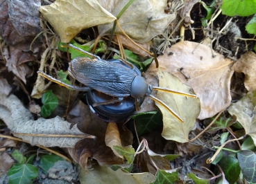 Kakerlake Petling Geocaching Versteck