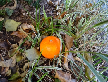 Geocaching Mandarine Versteck