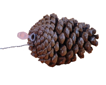 Pinecone