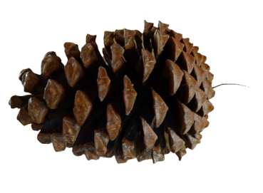 Pinecone - small