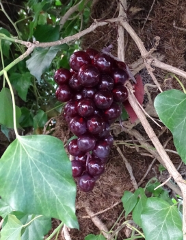 Geocaching Grapes Hide - red