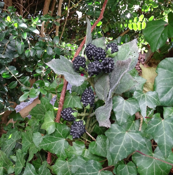 Geocaching Blackberry Branch Hide