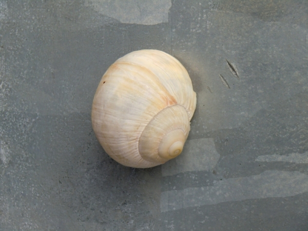 Schnecke Nano Cachebehälter - groß