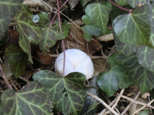 Schnecke Nano Cachebehälter - groß