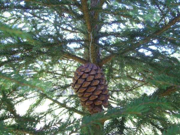 Pinecone