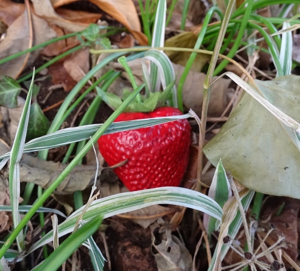 Strawberry Geocache Hide