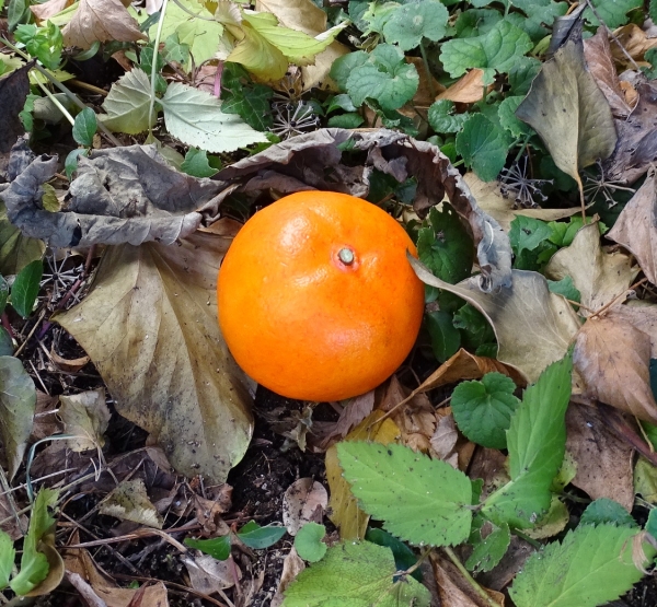 Geocaching Mandarine Versteck