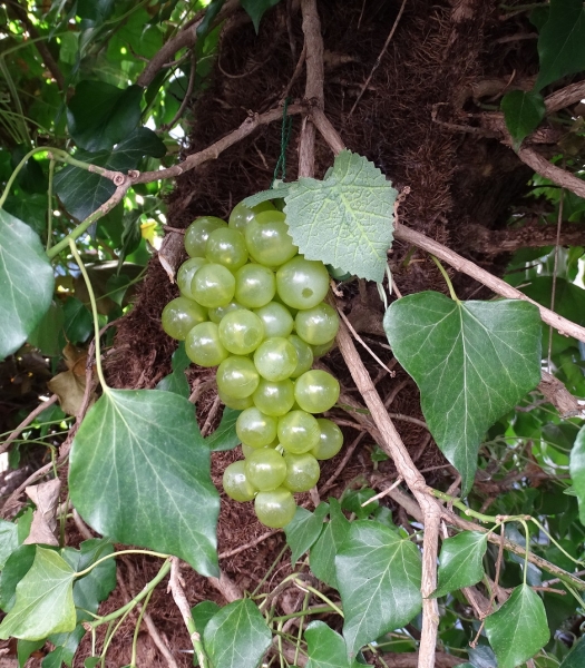 Geocaching Weintrauben Versteck - grün