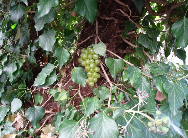 Geocaching Weintrauben Versteck - grün