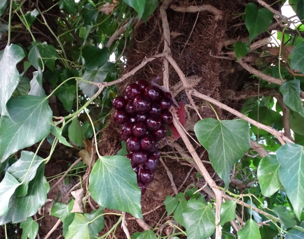 Geocaching Grapes Hide - red